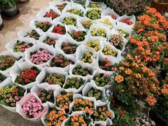 -双季花艺园艺市场(浦东店)
