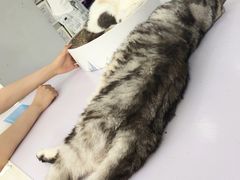 -喵的天空名猫咖啡馆·撸猫·猫舍·用品