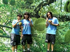 -都念榴莲·城市榴莲