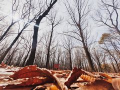 -东海森林温泉度假酒店