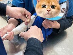 -米苏动物医院·犬猫专科·骨科外科内窥镜