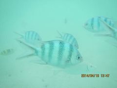 android_upload_pic-东姑阿都拉曼海洋公园