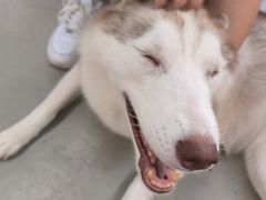 -星多哈·狗咖·拼豆·咖啡