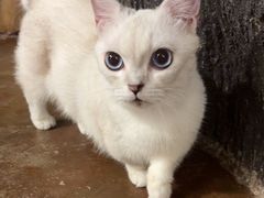 -猫猫幼稚园·撸猫·桌游·电玩