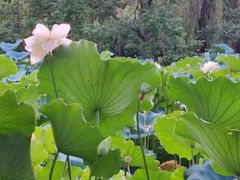 -洛阳市隋唐城遗址植物园