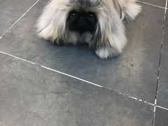 -萌兽医馆·眼科·异宠专科(三里屯店)