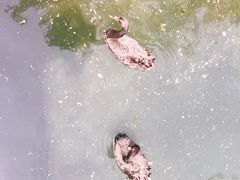 -长白岛森林公园