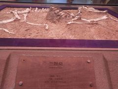 -陕西自然博物馆