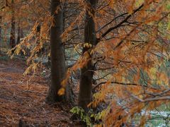 -上海海湾国家森林公园