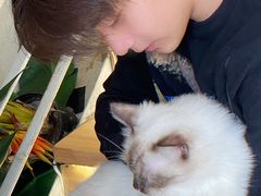 -喵喵咪呀布偶猫咖(春熙路店)