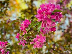 -海棠花溪(元大都城垣遗址公园)