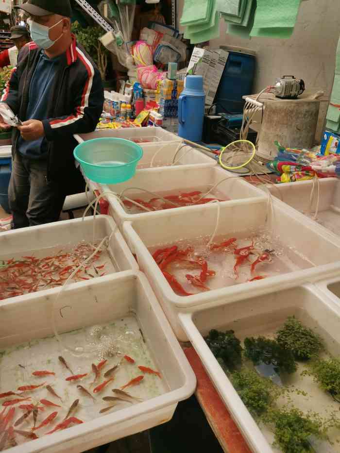 大运河花鸟鱼虫市场图片