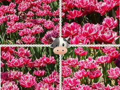 -香蜜公园