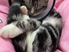 -安安宠医宠物医院·异宠·犬猫内科(岳阳分院)