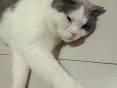 -Heymao猫咖.咖啡厅(东门店)
