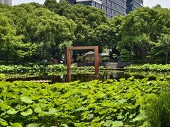 -陈家山荷花公园