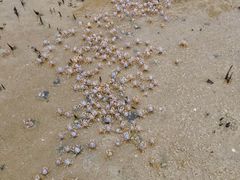 -北海金海湾红树林生态旅游区