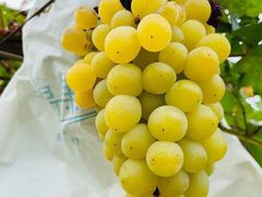 -北京张裕爱斐堡酒庄