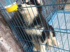 -翊宠yipet猫狗购宠庄园犬舍•猫舍