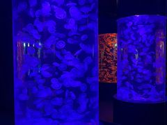 -海合安青岛极地海洋公园
