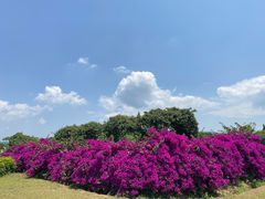 -紫颐香薰山谷景区