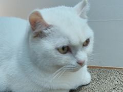 -有猫主题·治愈系猫咖(曾厝垵店)