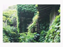 -枸杞岛