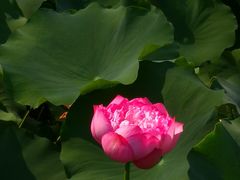 -莲花池公园