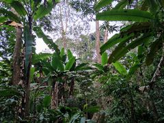 -中国科学院西双版纳热带植物园