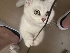 -lincat·猫舍(广州店)