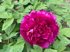 -昆山城市生态森林公园