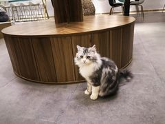 -飞行喵MR PILOT|猫舍·猫咖(静安大融城店)
