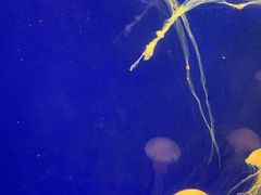 -上海海洋水族馆