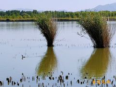 -野鸭湖国家湿地公园