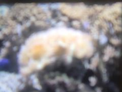 -迪拜水族馆及水下动物园