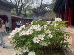 -红螺寺