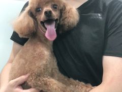 -宠福鑫康馨动物医院·骨科·眼科