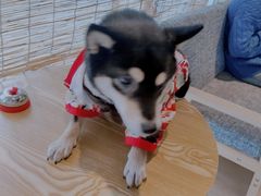 -南京Hallo宠物乐园·哈罗犬舍·柴犬繁育基地