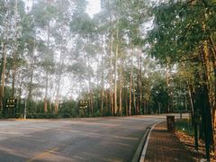 -三水森林公园