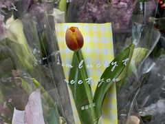 -越秀西湖花市(广州城市广场花卉店)