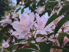 -梧桐山风景名胜区