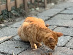 -西园寺素食(西园弄戒幢律寺店)