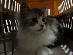 -lincat·猫舍(广州店)