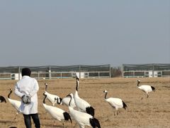 -盐城丹顶鹤湿地生态旅游区