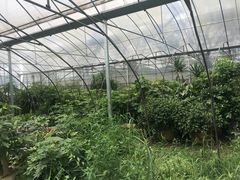 -呼吸森林·生态农庄农家乐私房菜