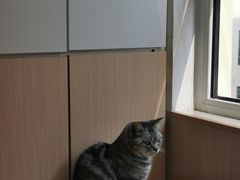 -鼓捣猫呢主题猫咖店