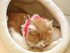 -Let's go狗咖·猫咖·奶狗·桌游(春熙路IFS店)