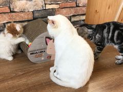 -猫的茶·猫咖