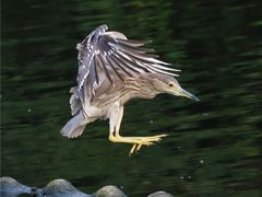 -重庆彩云湖湿地公园