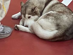 -和它·交个朋友·狗咖猫咖(爱琴海店)